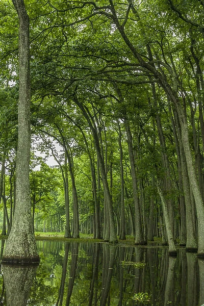 USA, Louisiana, Millers Lake. Tupelo trees reflect in lake