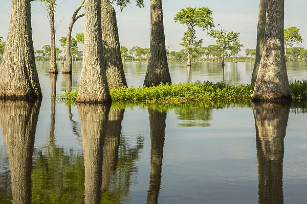 USA, Louisiana, Millers Lake. Tupelo trees in lake