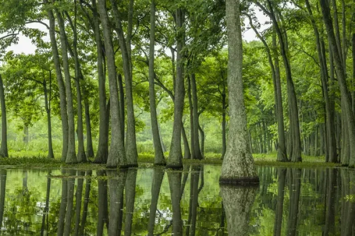 Framed Print : USA, Louisiana, Millers Lake. Tupelo trees reflect in lake Framed Print : USA, Louisiana, Millers Lake. Tupelo trees reflect in lake