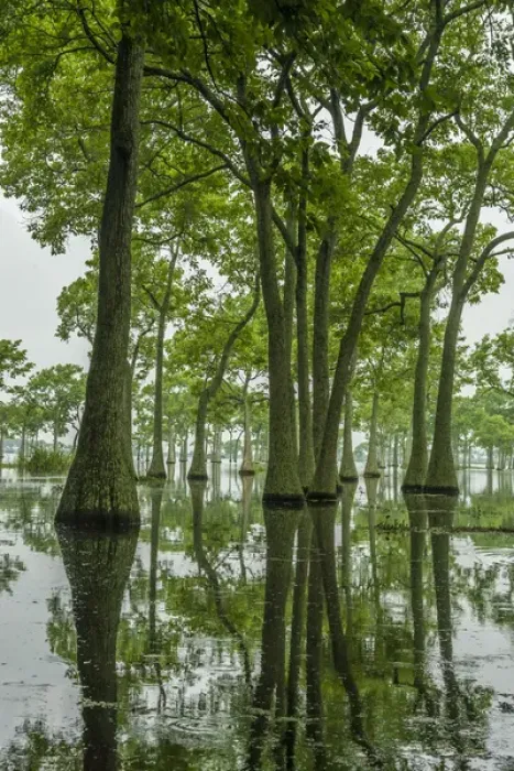 Framed Print : USA, Louisiana, Millers Lake. Tupelo trees reflect in lake Framed Print : USA, Louisiana, Millers Lake. Tupelo trees reflect in lake