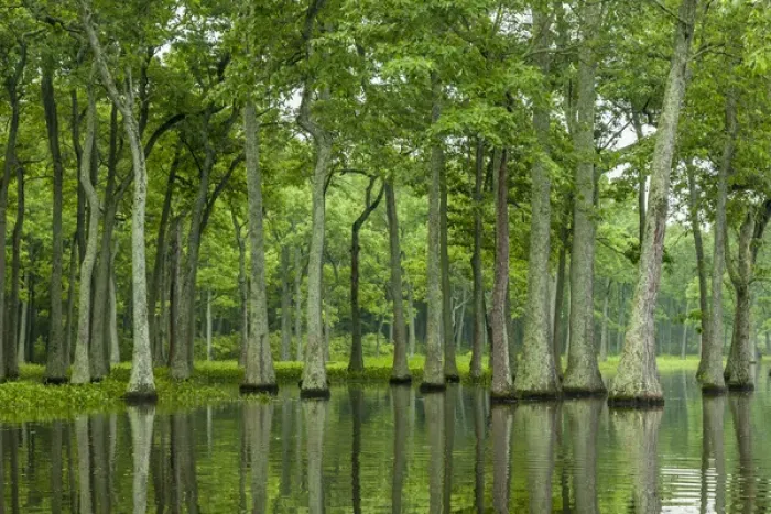 Framed Print : USA, Louisiana, Millers Lake. Tupelo trees reflect in lake Framed Print : USA, Louisiana, Millers Lake. Tupelo trees reflect in lake