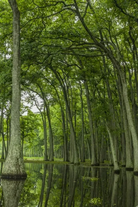 Framed Print : USA, Louisiana, Millers Lake. Tupelo trees reflect in lake Framed Print : USA, Louisiana, Millers Lake. Tupelo trees reflect in lake