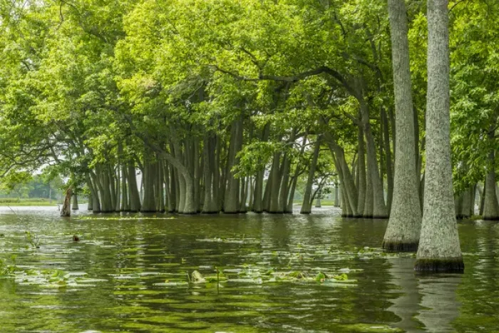 Framed Print : USA, Louisiana, Millers Lake. Tupelo trees reflect in lake