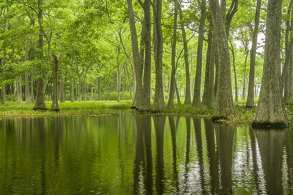 USA, Louisiana, Millers Lake. Tupelo trees in swamp