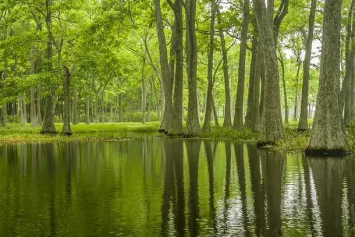 Framed Print : USA, Louisiana, Millers Lake. Tupelo trees in swamp Framed Print : USA, Louisiana, Millers Lake. Tupelo trees in swamp