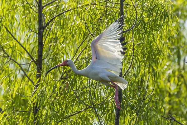 USA, Louisiana, Millers Lake. White ibis in flight