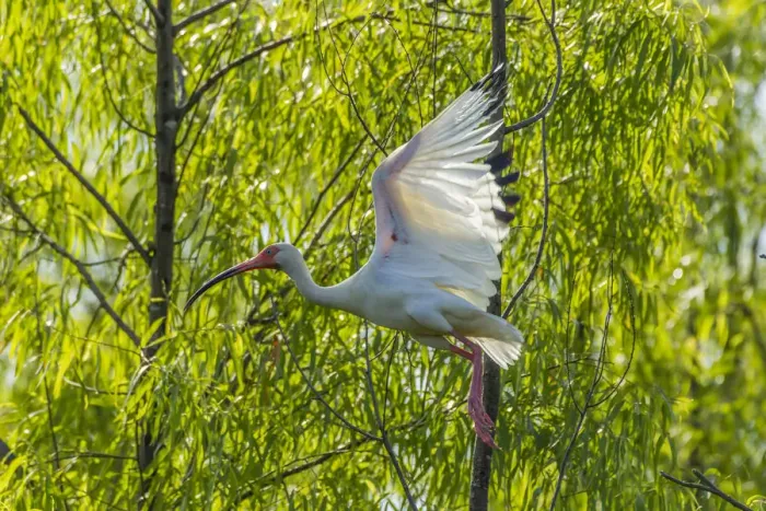 Framed Print : USA, Louisiana, Millers Lake. White ibis in flight