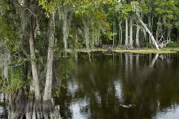 USA, Louisiana, New Orleans, Cypress forest lining bayou along Highway 61 on summer