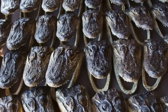 Framed Print : USA, Louisiana, New Orleans. French Quarter, French Market, Alligator heads Framed Print : USA, Louisiana, New Orleans. French Quarter, French Market, Alligator heads