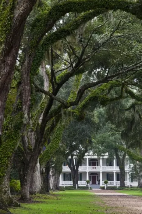 Framed Print : USA, Louisiana, St. Francisville. Rosedown Planatation, b. 1832, oak tree canopy driveway