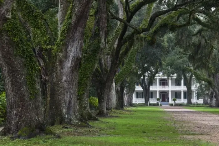 Framed Print : USA, Louisiana, St. Francisville. Rosedown Planatation, b. 1832, oak tree canopy driveway Framed Print : USA, Louisiana, St. Francisville. Rosedown Planatation, b. 1832, oak tree canopy driveway