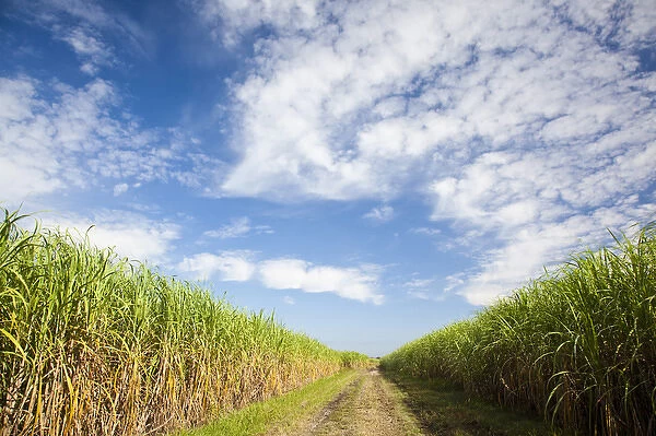 USA, Louisiana, St. Martinville. Sugar cane field