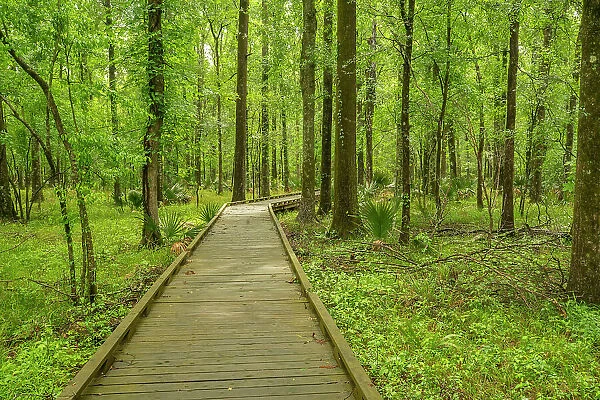 USA, Louisiana, Tensas National Wildlife Refuge. Forest boardwalk trail