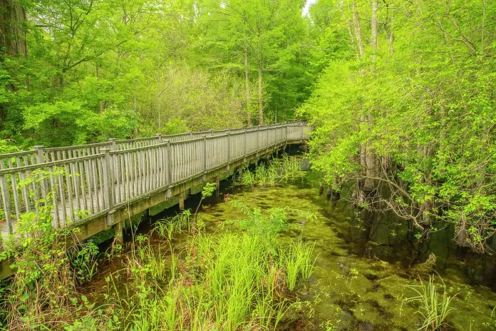 Framed Print : USA, Louisiana, Tensas National Wildlife Refuge. Boardwalk through swamp Framed Print : USA, Louisiana, Tensas National Wildlife Refuge. Boardwalk through swamp
