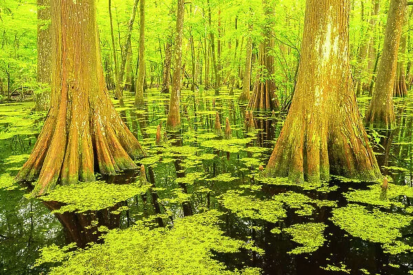 USA, Louisiana, Tensas National Wildlife Refuge. Cypress tree swamp