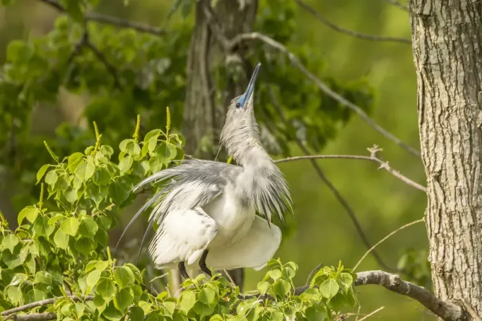 Framed Print : USA, Louisiana, Vermilion Parish. Immature little blue heron courtship display. Credit as