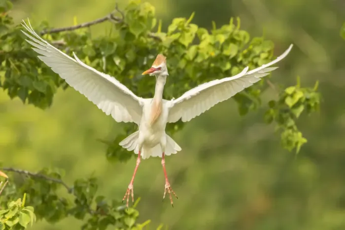 Framed Print : USA, Louisiana, Vermilion Parish. Cattle egret taking flight Framed Print : USA, Louisiana, Vermilion Parish. Cattle egret taking flight