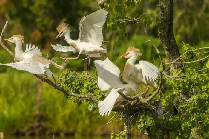 Framed Print : USA, Louisiana, Vermilion Parish. Cattle egrets fighting Framed Print : USA, Louisiana, Vermilion Parish. Cattle egrets fighting