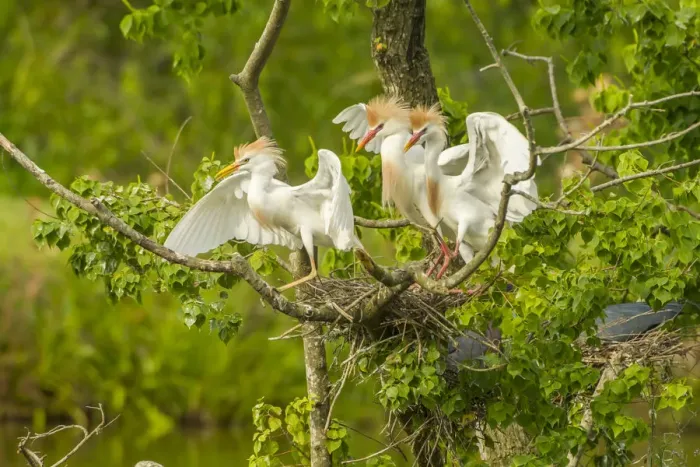 Framed Print : USA, Louisiana, Vermilion Parish. Cattle egrets fighting Framed Print : USA, Louisiana, Vermilion Parish. Cattle egrets fighting
