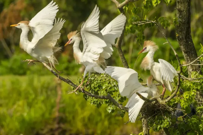 Framed Print : USA, Louisiana, Vermilion Parish. Cattle egrets fighting Framed Print : USA, Louisiana, Vermilion Parish. Cattle egrets fighting