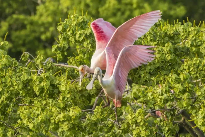 Framed Print : USA, Louisiana, Vermilion Parish. Roseate spoonbill pair Framed Print : USA, Louisiana, Vermilion Parish. Roseate spoonbill pair