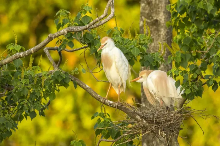 Framed Print : USA, Louisiana, Vermilion Parish. Cattle egret pair at nest Framed Print : USA, Louisiana, Vermilion Parish. Cattle egret pair at nest