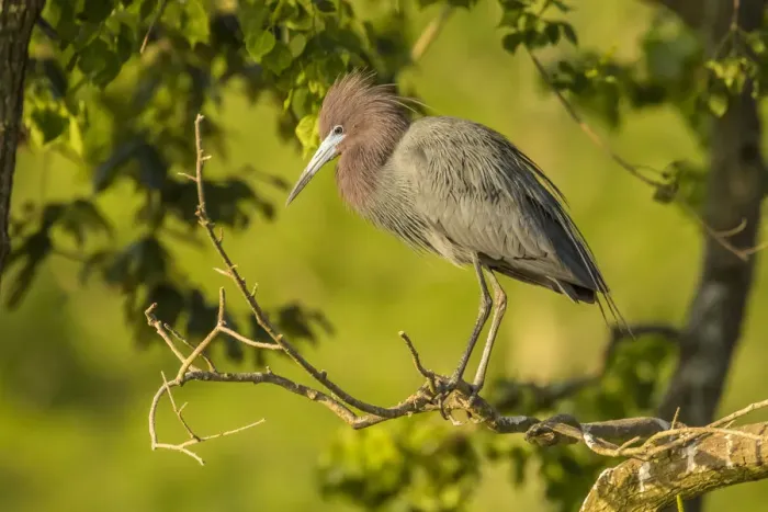 Framed Print : USA, Louisiana, Vermilion Parish. Little blue heron close-up Framed Print : USA, Louisiana, Vermilion Parish. Little blue heron close-up