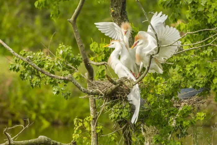 Framed Print : USA, Louisiana, Vermilion Parish. Cattle egrets fighting Framed Print : USA, Louisiana, Vermilion Parish. Cattle egrets fighting