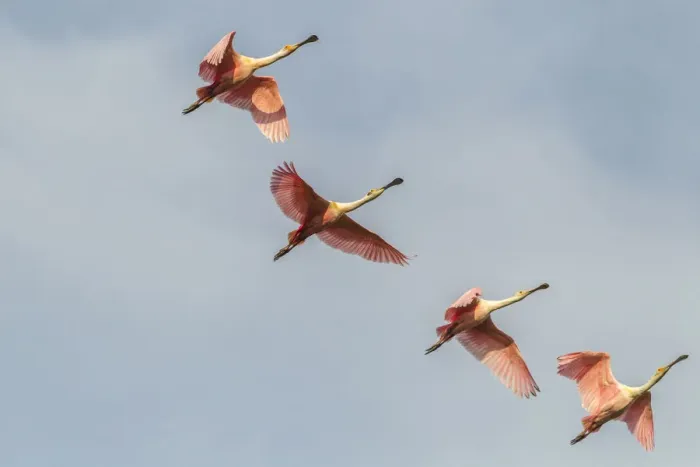 Framed Print : USA, Louisiana, Vermilion Parish. Roseate spoonbills in flight. Credit as: Cathy