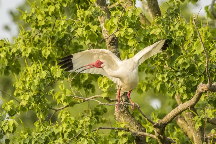 Framed Print : USA, Louisiana, Vermilion Parish. White ibis spreads wings Framed Print : USA, Louisiana, Vermilion Parish. White ibis spreads wings