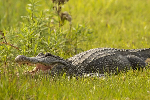 USA, Louisiana, Vermilion Parish. Alligator in grass