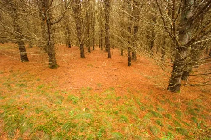 Framed Print : 07. USA, Main. Forest floor Framed Print : 07. USA, Main. Forest floor
