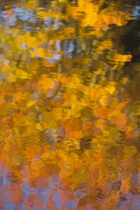 Framed Print : USA, Maine. Abstract reflections in a pond in Acadia National Park Framed Print : USA, Maine. Abstract reflections in a pond in Acadia National Park