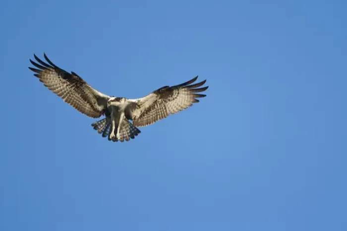 Framed Print : USA, Maine, Acadia National Park, Peregrine Falcon (Falco peregrinus) hovering in Framed Print : USA, Maine, Acadia National Park, Peregrine Falcon (Falco peregrinus) hovering in