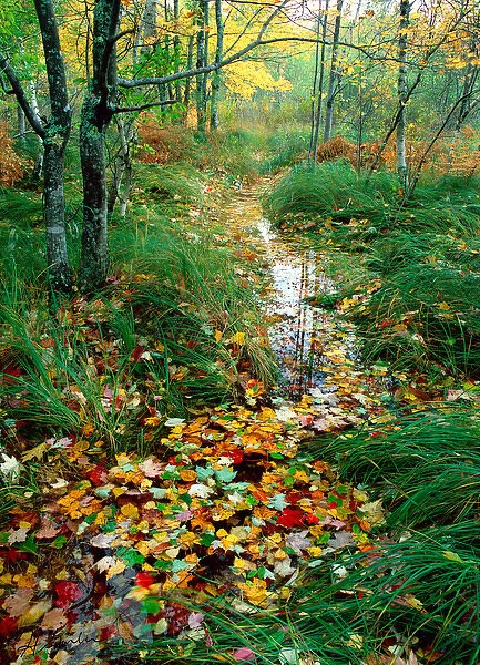 USA, Maine, Acadia National Park, Trail lined with autumn leaves