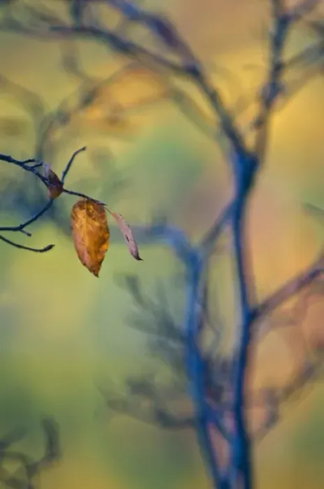 Framed Print : USA, Maine, Acadia National Park. Autumn leaves and tree abstract