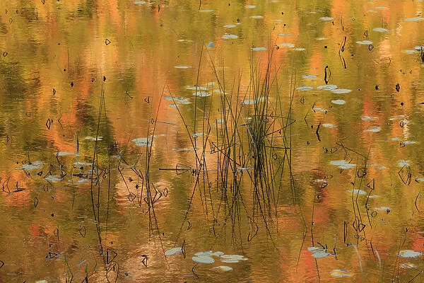 USA, Maine. Acadia National Park, reflections of fall color in a pond