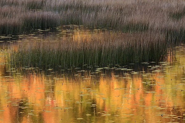 USA, Maine. Acadia National Park, reflections of fall color in a pond