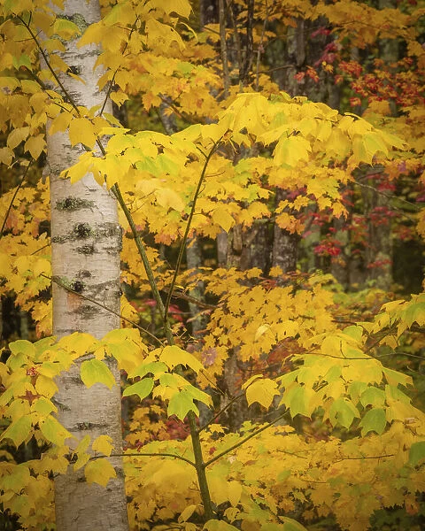 USA, Maine, Acadia National Park. Autumn colors in forest