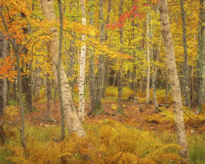 Framed Print : USA, Maine, Acadia National Park. Autumn colors in forest Framed Print : USA, Maine, Acadia National Park. Autumn colors in forest