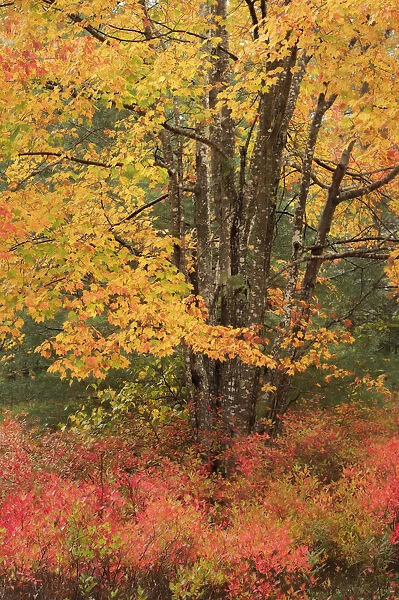 USA, Maine, Acadia National Park. Autumn colors in forest