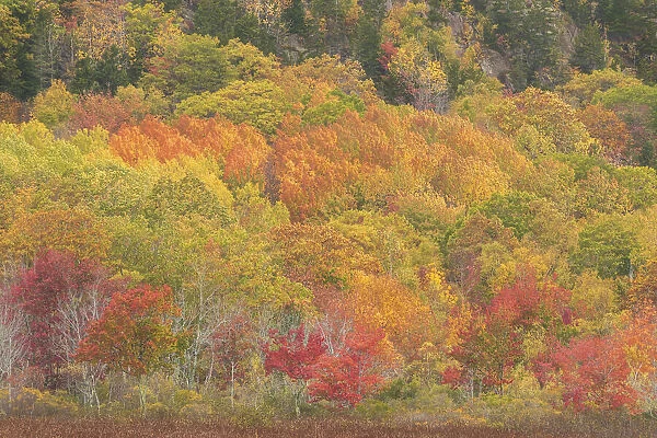 USA, Maine, Acadia National Park. Forest landscape in autumn colors
