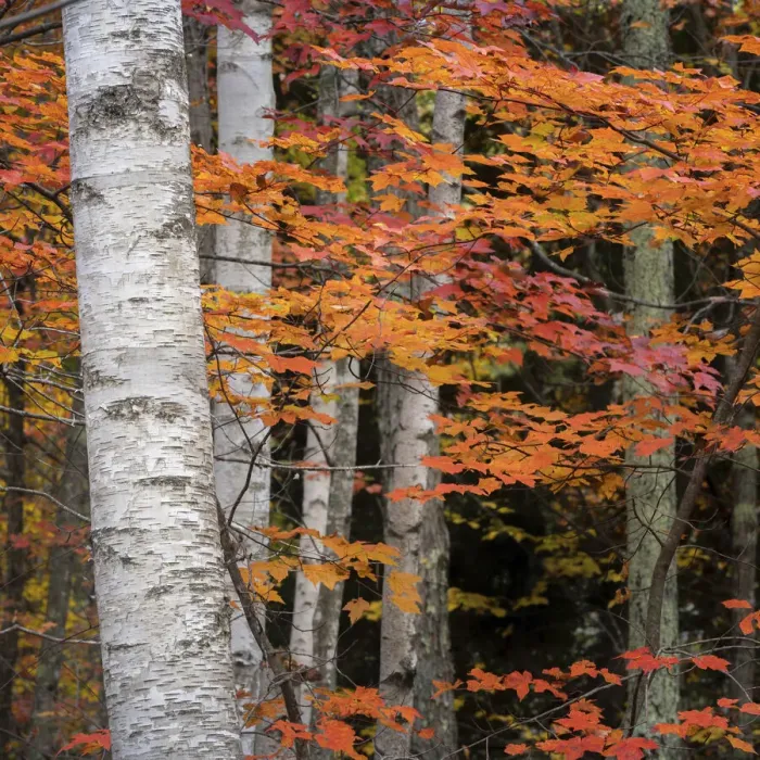 Framed Print : USA, Maine, Acadia National Park