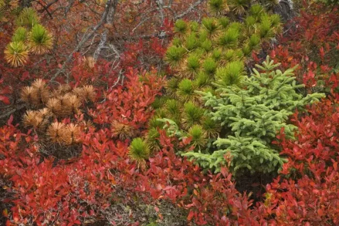 Framed Print : USA, Maine, Acadia National Park, Pines and blueberry bushes in the fall Framed Print : USA, Maine, Acadia National Park, Pines and blueberry bushes in the fall