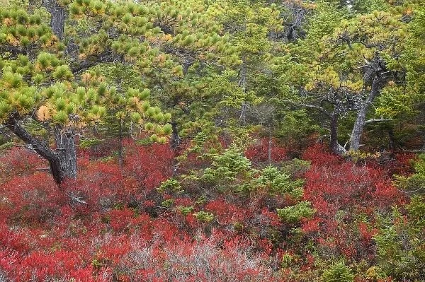 USA, Maine, Acadia National Park, Pines and blueberry bushes in the fall