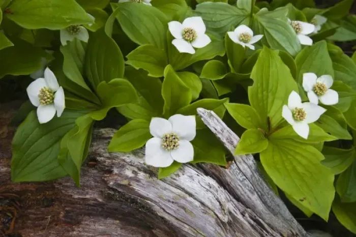 Framed Print : USA, Maine, Acadia National Park. Close-up of bunchberry or dwarf cornel plant on rotting log Framed Print : USA, Maine, Acadia National Park. Close-up of bunchberry or dwarf cornel plant on rotting log