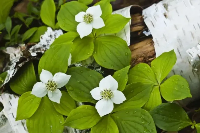Framed Print : USA, Maine, Acadia National Park. Close-up of bunchberry or dwarf cornel plant on log Framed Print : USA, Maine, Acadia National Park. Close-up of bunchberry or dwarf cornel plant on log