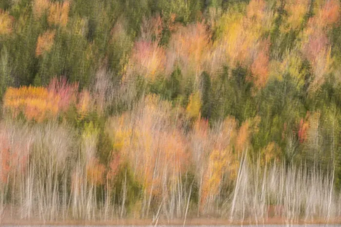 Framed Print : USA, Maine, Acadia National Park. Forest abstract
