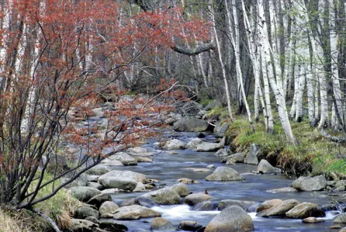 Framed Print : USA, Maine, Acadia NP. A stream flows along a birch forest in Acadia National Park Framed Print : USA, Maine, Acadia NP. A stream flows along a birch forest in Acadia National Park