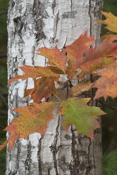USA, Maine. Autumn foliage, Bigleaf Maple, Sieur de Monts, Acadia National Park